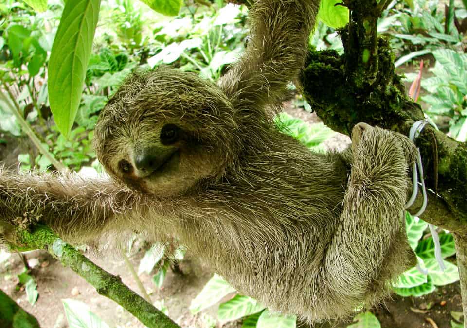 Sloths in Costa Rica