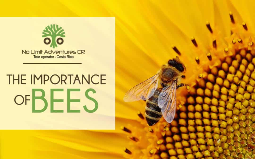 the importance of bees