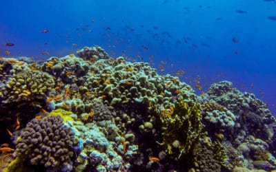 No Limit Adventures Joins Hands with ConnectOcean to Support their Citizen Science Program