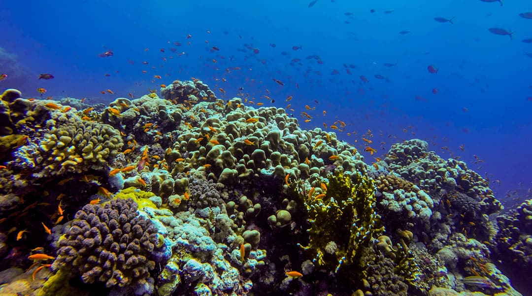 No Limit Adventures Joins Hands with ConnectOcean to Support their Citizen Science Program
