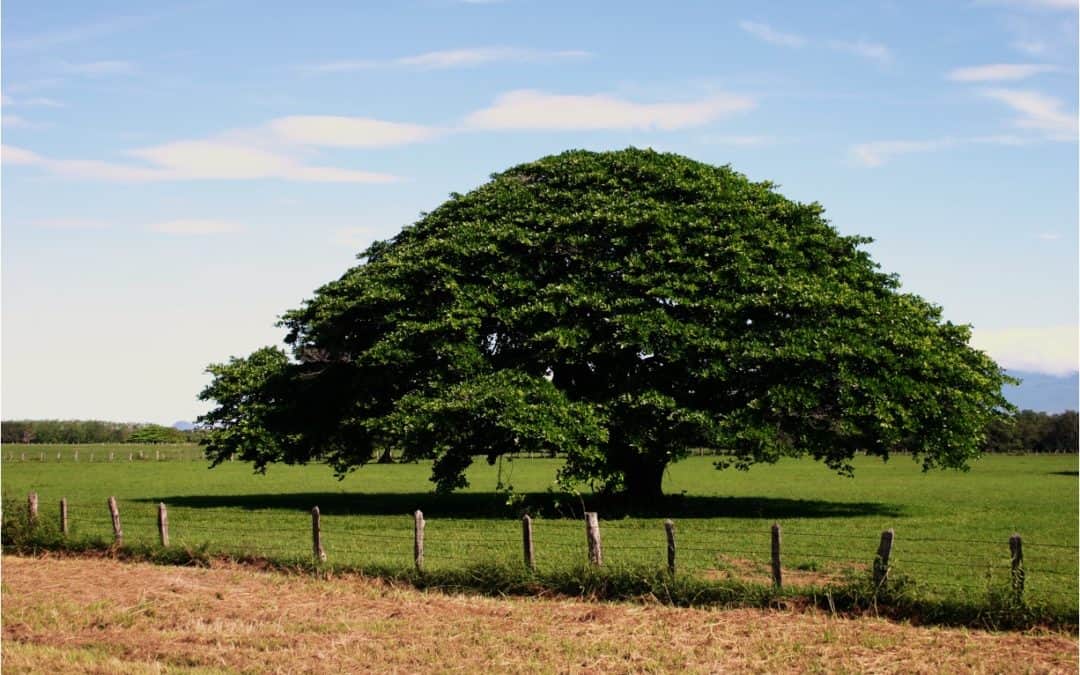 Which trees you should not miss on your trip to Costa Rica?