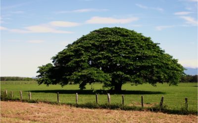 Which trees you should not miss on your trip to Costa Rica?