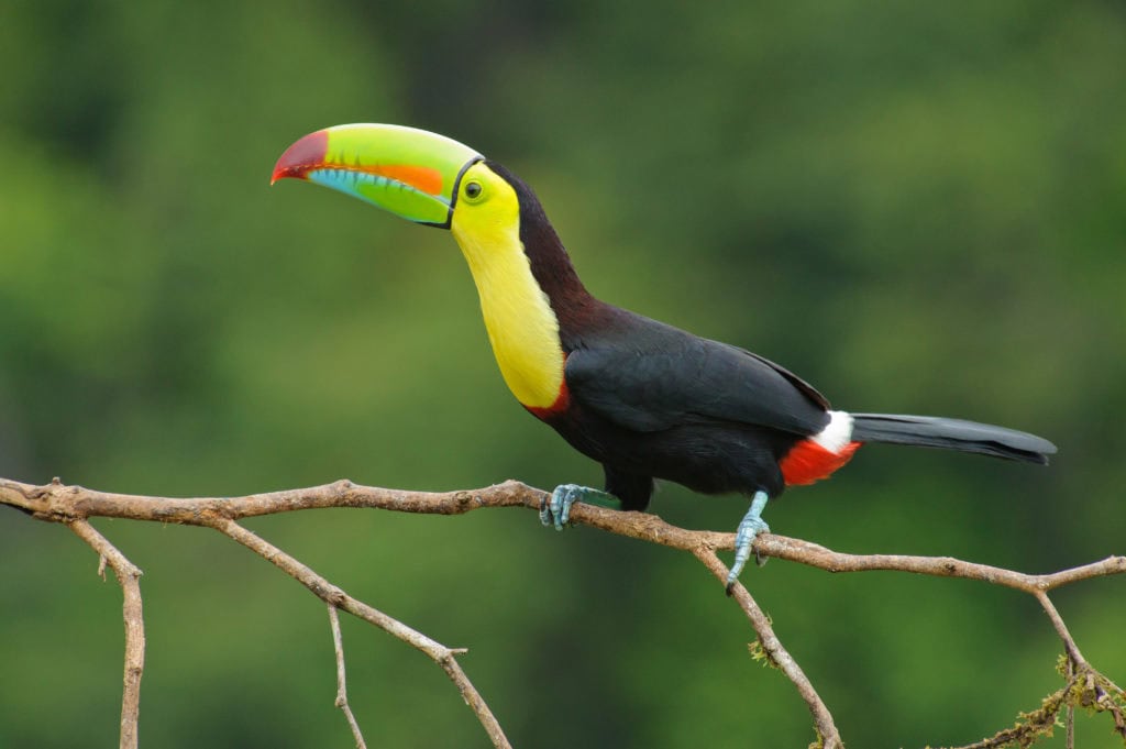 keel billed toucan in costa rica