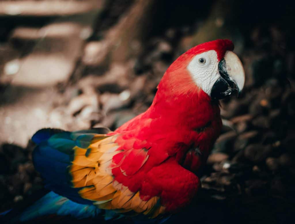 scarlet macaw in costa rica